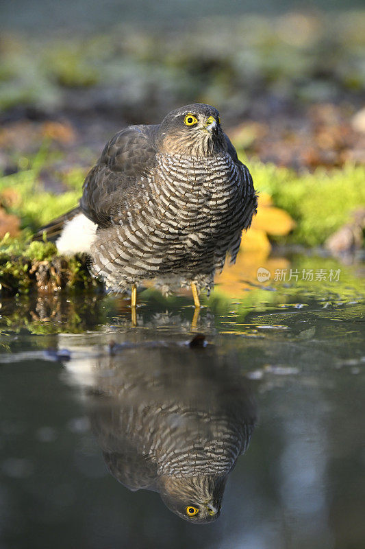 欧亚雀鹰(学名:Accipiter nisus)